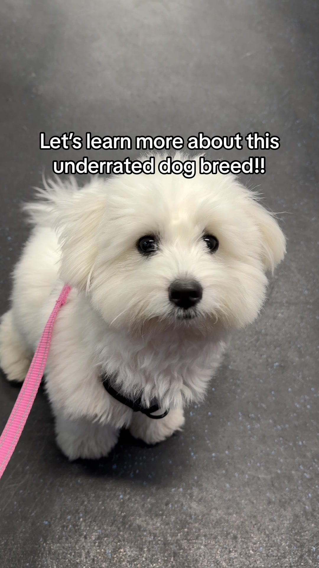 Coton de Tulear Kiwi