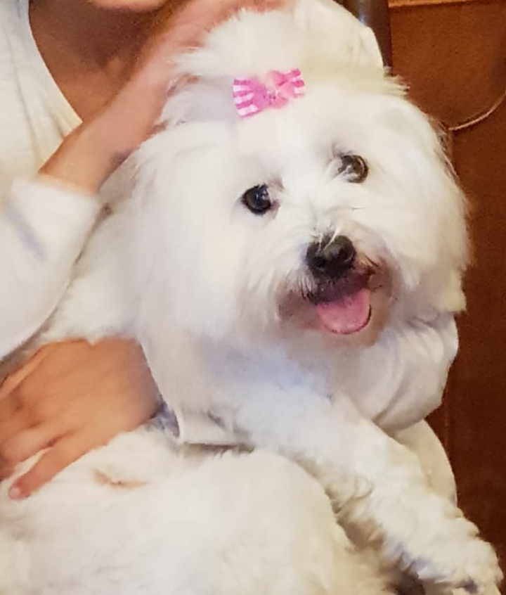 Coton de Tulear breed photo